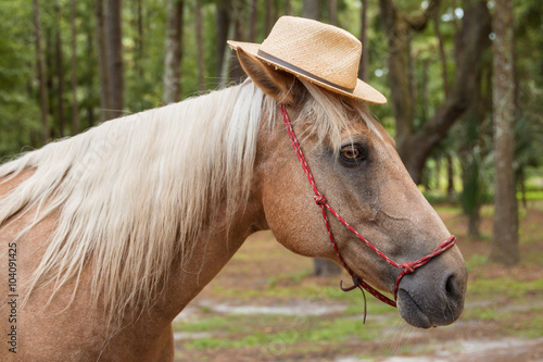 Palomino Beige With White Mane Horse Equine Wearing Straw Hat In Costume And Red Haltar Buy This Stock Photo And Explore Similar Images At Adobe Stock Adobe Stock
