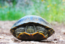 Turtle Watching Free Stock Photo - Public Domain Pictures