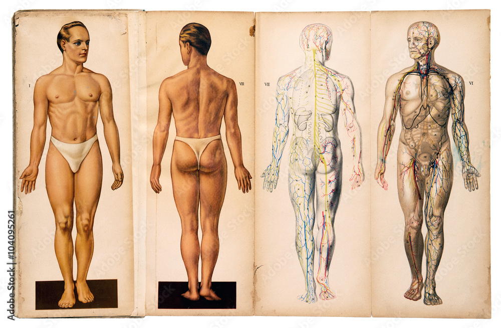 Old vintage male medical anatomy charts - obrazy, fototapety, plakaty 