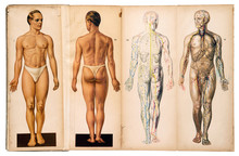 Old Vintage Male Medical Anatomy Charts