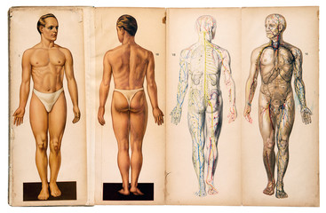old vintage male medical anatomy charts