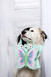 Lustiger, süßer Hund mit schwarz-weissen Gesicht trägt eine Schmetterlingstasche 
