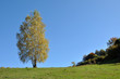 © salajean - Lonely birch tree