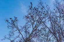 Birds On Branches Under Blue Sky.