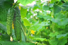 Cucumber Blossom Free Stock Photo - Public Domain Pictures