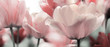 Leinwandbild Motiv pink tinted tulips