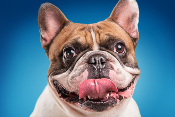 Wall Mural - French bulldog isolated over blue background