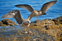 First Flight Of Young Seagulls On The Coast