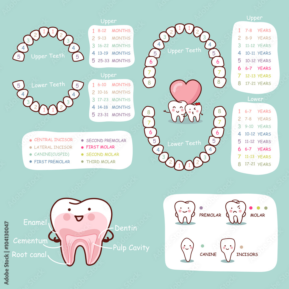 Tooth Analysis Cartoon human tooth cartoon anatomy chart Stock Vector | Adobe Stock