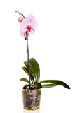 Fototapeta Storczyk - Pink orchid isolated on white background