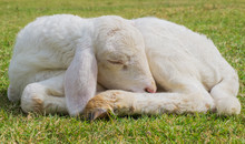 Sweet Dreams Lamb 