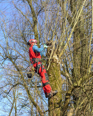 European Tree Worker bei der Arbeit