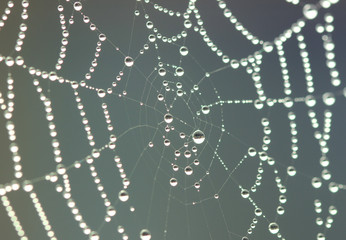  Dew on a spider web