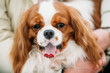 © Great Brut Here - Funny white and red Cavalier King Charles Spaniel Dog