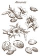 almonds set of sketches