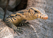 © praphab144 - baby Varanus salvator