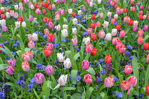 Fototapeta na wymiar The flower bed with beautiful colorful tulips