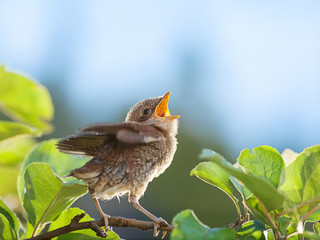 Wall Mural - Baby bird on the branch