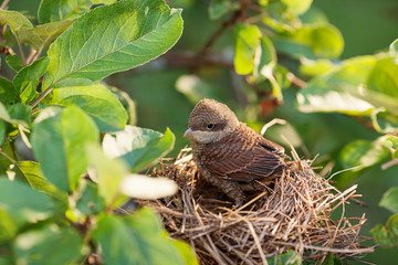 Sticker - Baby bird in the nest