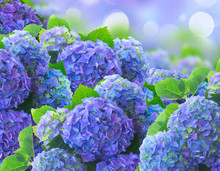 Blue Hortensia Flowers