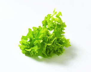 Poster - Lettuce Lollo Bionda