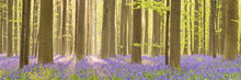 Blooming Bluebell Forest Of Hallerbos In Belgium