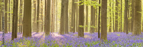 Fototapeta dla dzieci Blooming bluebell forest of Hallerbos in Belgium