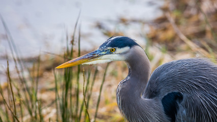 blue heron, nisqually wildlife refuge, washington state