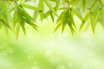 Bamboo leaf and light soft green background