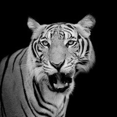 Fotomurali - Black and White Tiger looking his prey and ready to catch it.