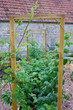 Rustic Country Vegetable & Flower Garden with Climbing Plant Frames