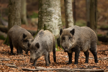 Wildhogs