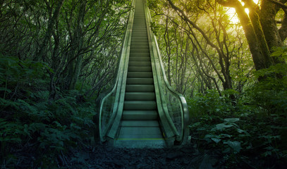 Wall Mural - Escalator in the forest