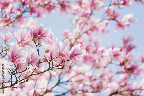 Printemps! Blooming Magnolia Poster Mural XXL