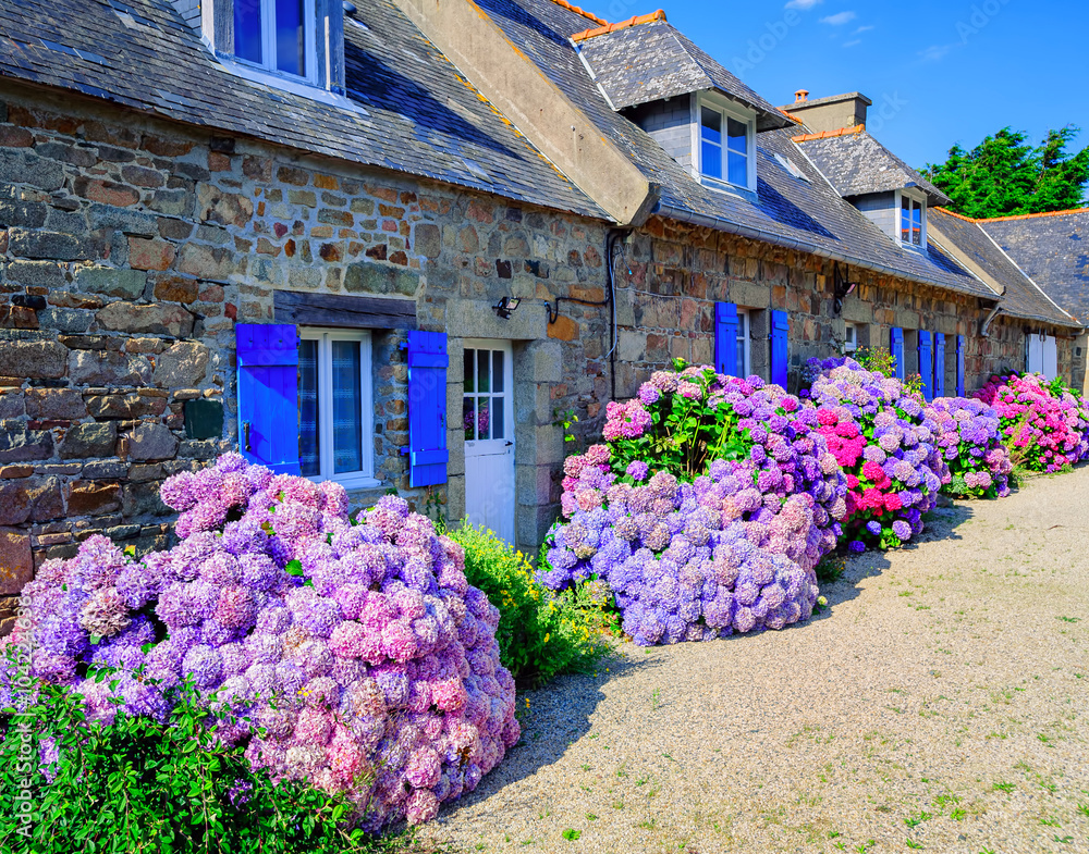 Colorful Hydrangeas flowers in a small village, Brittany, France - obrazy, fototapety, plakaty 