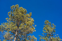 Pine Tree In Blue Sky