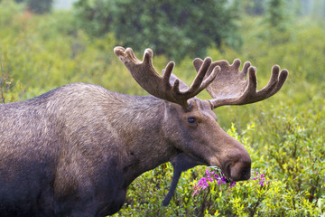 Wall Mural - moose munch - a young bull moose with velvet still on its new antlers munches on fireweed in denali 