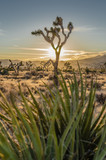 Fototapeta Sawanna - Joshua Tree with Sun Set Through Yucca Plant