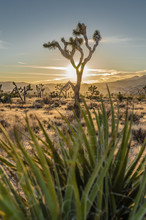 Joshua Tree With Sun Set Through Yucca Plant