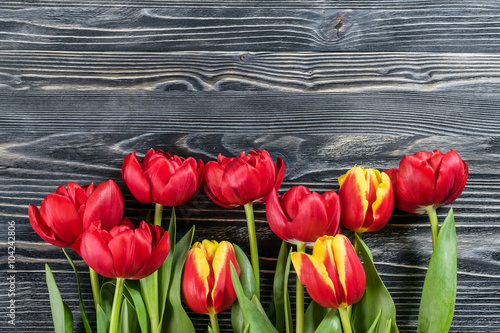 Fototapeta na wymiar Holiday Tulip Flowers on Wooden Background