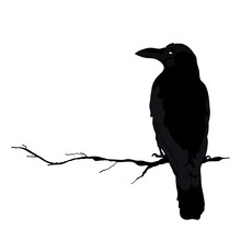 Vector Silhouette Of A Crows In Different Positions. Vector Outline.