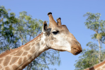 Giraffe in the zoo natural light [Blur and Select focus background] 