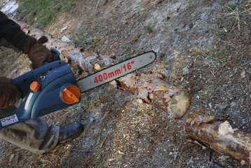 Men's hands hold the saw. Cut down a tree in the forest.