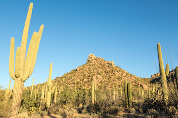 Canvas Print - Saguaro National Park