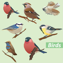 Set Of Birds - Tit, Bullfinch, Sparrow, Crossbill