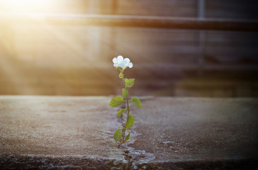 Wall Mural - white flower growing on crack street in sunbeam, soft focus