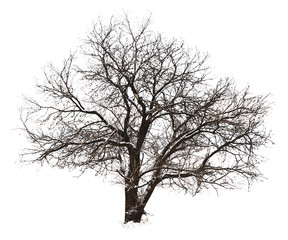 Wall Mural - Tree without leaves, isolated on white