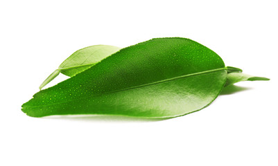 Canvas Print - Ficus leaves, isolated on white