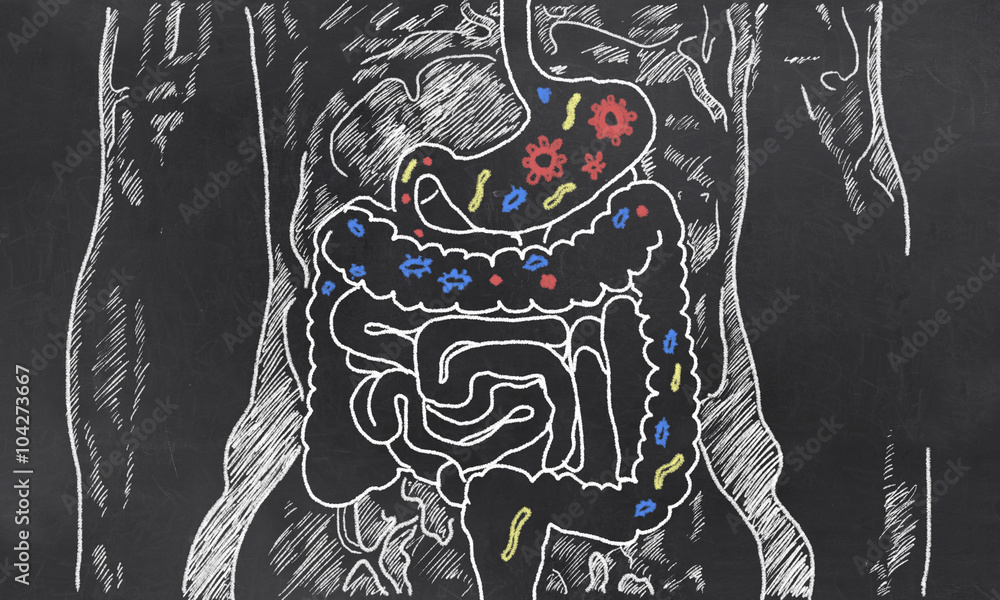 Intestines Sketch with Guts Bacteria - obrazy, fototapety, plakaty 
