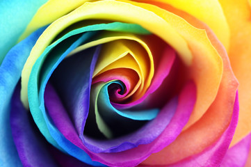 Fotomurales - Close up of rainbow rose flower